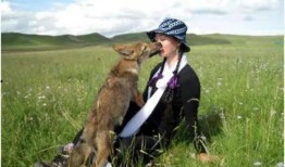 引狼入室 在线观看,揭秘网络陷阱的惊悚故事